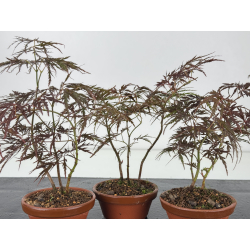 Acer palmatum dissectum I-8608 vista 2