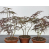 Acer palmatum dissectum I-8608 vista 2
