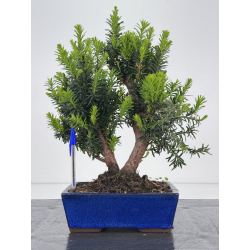 Taxus -tejo- media I-8596