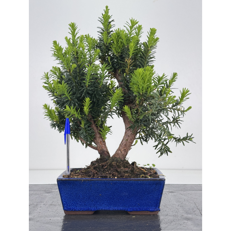 Taxus media I-8596