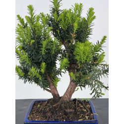 Taxus -tejo- media I-8596 vista 2