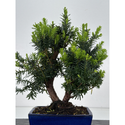 Taxus -tejo- media I-8596 vista 3