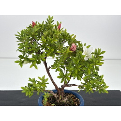 Azalea I-8597 vista 2
