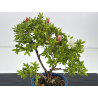 Azalea I-8597 vista 2