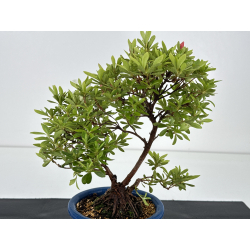 Azalea I-8597 vista 3