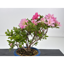 Azalea I-8598 vista 2