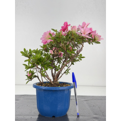 Azalea I-8598