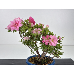 Azalea I-8598 vista 3