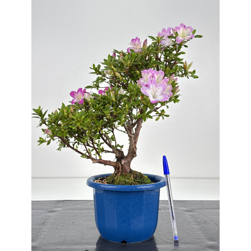Azalea I-8599