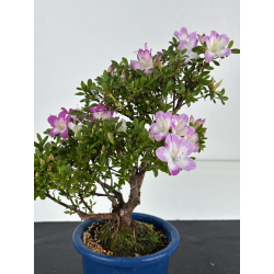 Azalea I-8599 vista 2