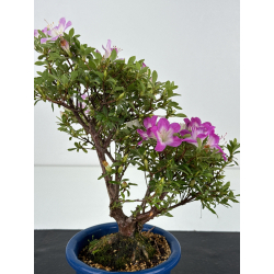 Azalea I-8599 vista 3
