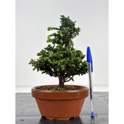 Chamaecyparis sekka-hinoki I-8600
