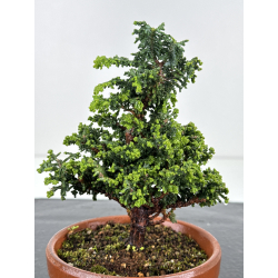 Chamaecyparis sekka-hinoki I-8600 vista 2