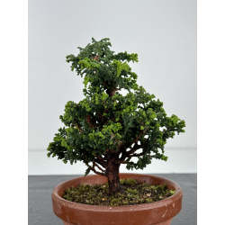 Chamaecyparis sekka-hinoki I-8600 vista 3