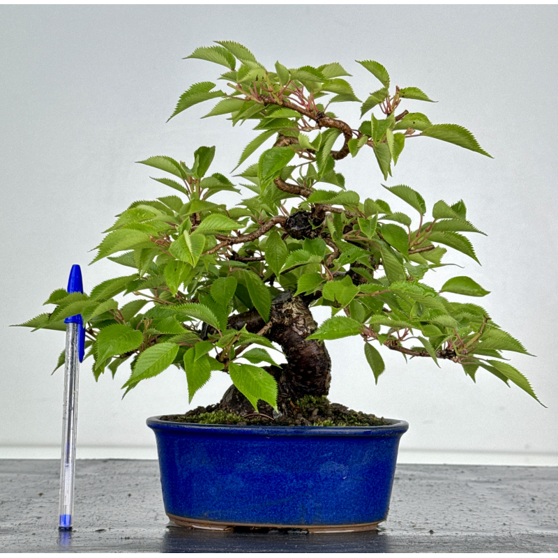 Prunus serrulata -sakura- I-8601
