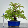 Prunus serrulata -sakura- I-8601
