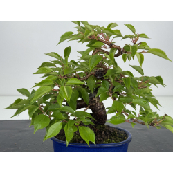 Prunus serrulata -cerezo japonés- sakura I-8601 vista 2