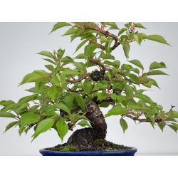 Prunus serrulata -cerezo japonés- sakura I-8601 vista 3