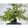 Prunus serrulata -cerezo japonés- sakura I-8601 vista 3