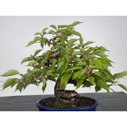 Prunus serrulata -cerezo japonés- sakura I-8601 vista 4