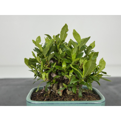 Gardenia jasminoides I-8602 vista 3
