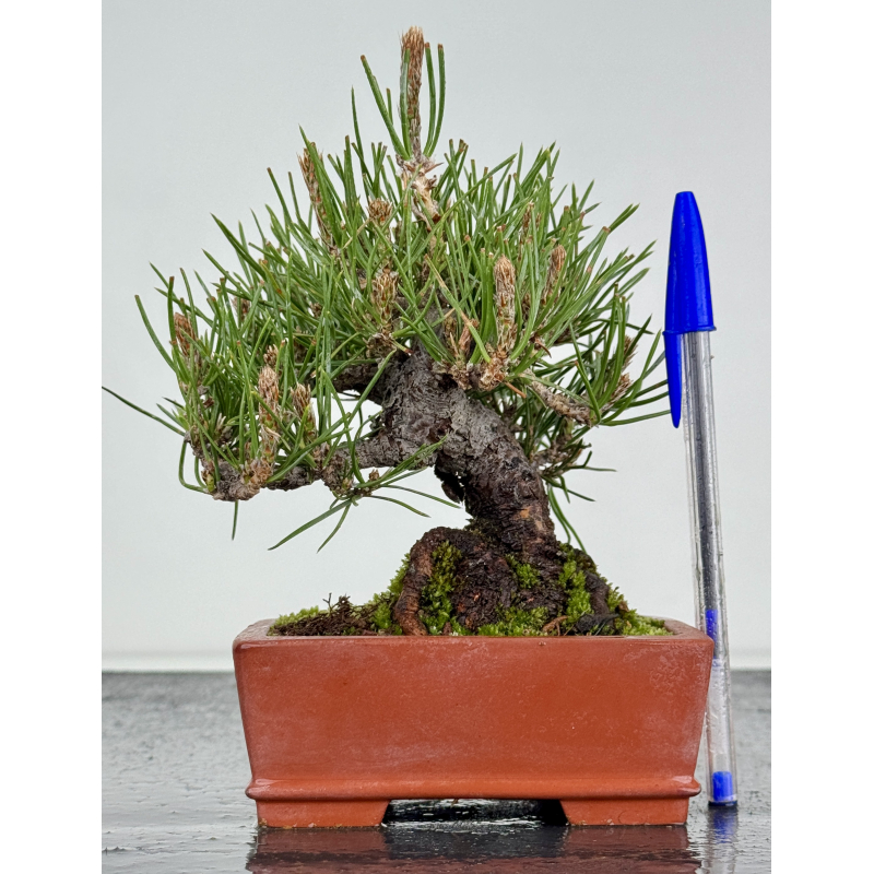 Pinus thunbergii -pino negro japonés- I-8605