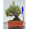 Pinus thunbergii -pino negro japonés- I-8605