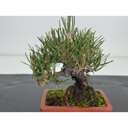 Pinus thunbergii -pino negro japonés- I-8605 vista 2