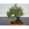 Pinus thunbergii  I-8605 view 2