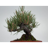 Pinus thunbergii -pino negro japonés- I-8605 vista 3