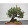 Pinus thunbergii -pino negro japonés- I-8605 vista 4