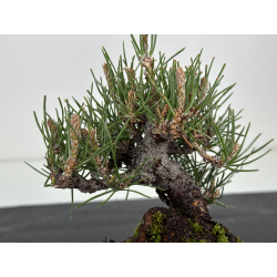 Pinus thunbergii -pino negro japonés- I-8605 vista 5