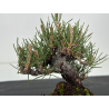 Pinus thunbergii  I-8605 view 5