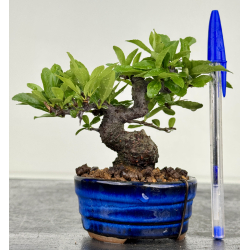 Pyracantha I-8603