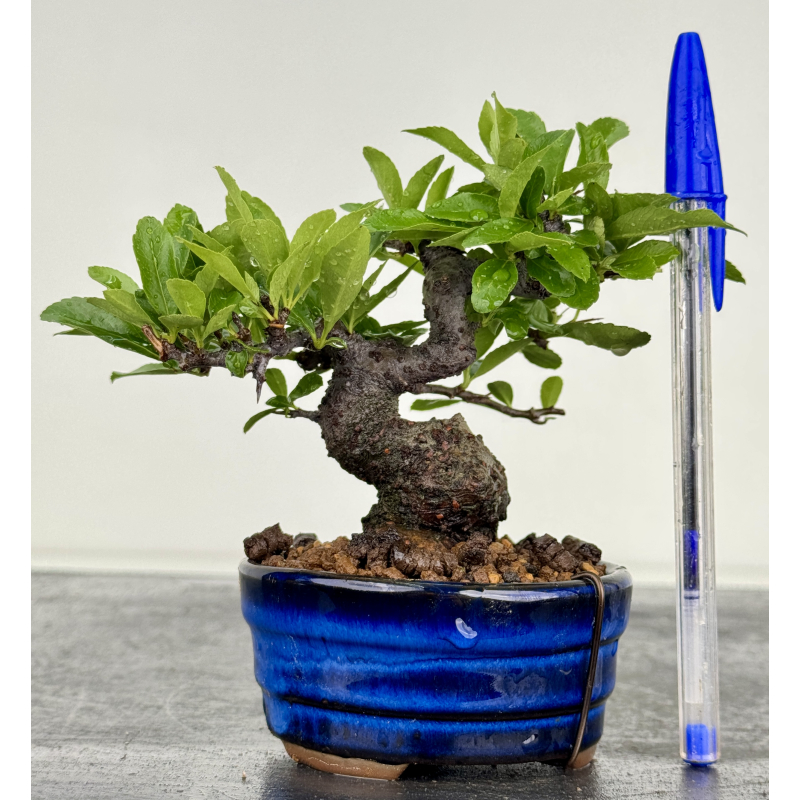 Pyracantha I-8603