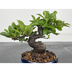 Pyracantha I-8603 vista 2