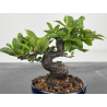 Pyracantha I-8603 vista 2