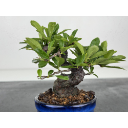 Pyracantha I-8603 vista 3