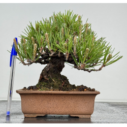Pinus thunbergii -pino negro japonés- I-8590