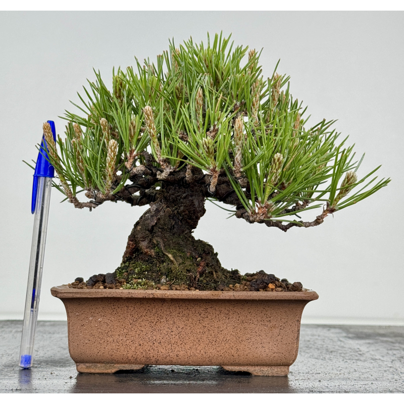 Pinus thunbergii -pino negro japonés- I-8590