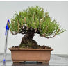 Pinus thunbergii  I-8590