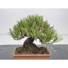 Pinus thunbergii  I-8590 view 2