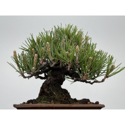 Pinus thunbergii -pino negro japonés- I-8590 vista 3