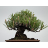 Pinus thunbergii -pino negro japonés- I-8590 vista 3