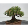 Pinus thunbergii  I-8590 view 4