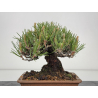 Pinus thunbergii  I-8590 view 5