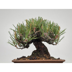 Pinus thunbergii -pino negro japonés- I-8590 vista 6