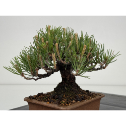 Pinus thunbergii -pino negro japonés- I-8590 vista 7