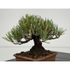 Pinus thunbergii  I-8590 view 7