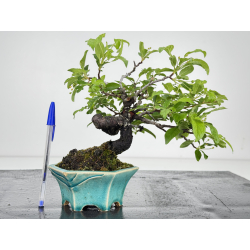 Malus -manzano- sieboldii I-8607